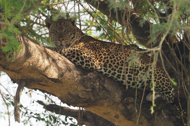 istock White Nile Boat Safari, Uganda, Part 3 957585060