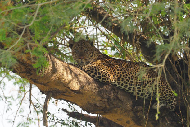 istock White Nile Boat Safari, Uganda, Part 3 957585062