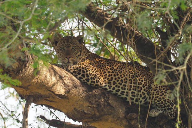 istock White Nile Boat Safari, Uganda, Part 3 957585076