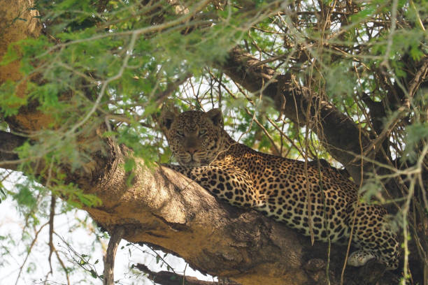 istock White Nile Boat Safari, Uganda, Part 3 957585080