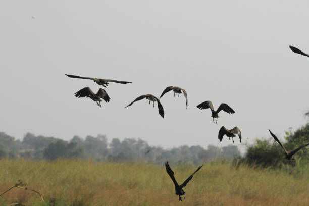 istock White Nile Boat Safari, Uganda, Part 3 957585246