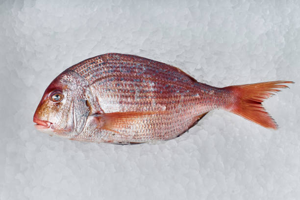 istock Sea food 957585260