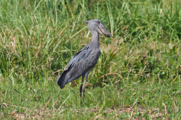 istock White Nile Boat Safari, Uganda, Part 3 957587382