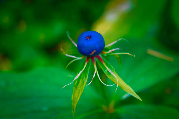 Poisonous berry on Herb-paris ,Paris quadrifolia, close-up, selective focus