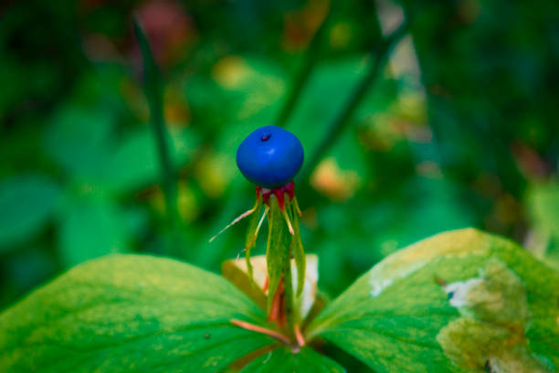 poisonous plant with the Latin name Paris quadrifolia grows in forests, a rare plant, southern Urals, Russia