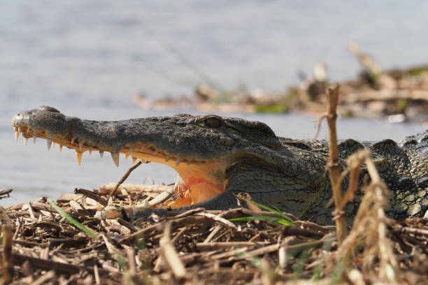 istock White Nile Boat Safari, Uganda, Part 3 957587562