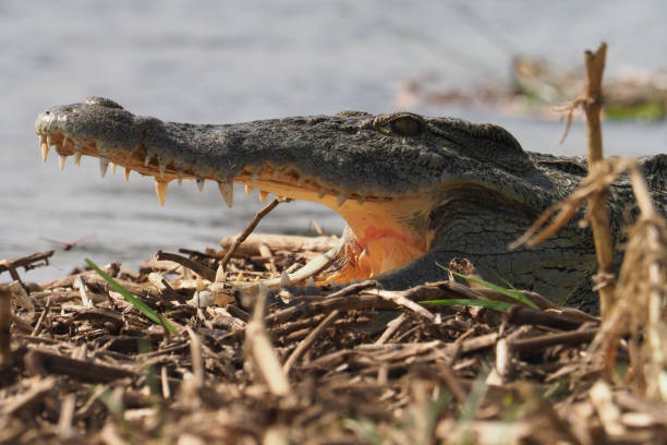 istock White Nile Boat Safari, Uganda, Part 3 957587566