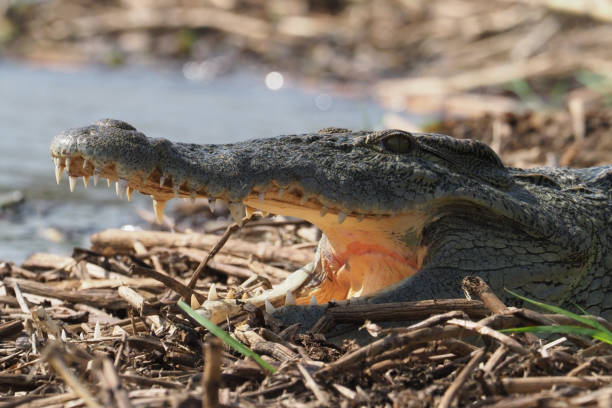 istock White Nile Boat Safari, Uganda, Part 3 957587588