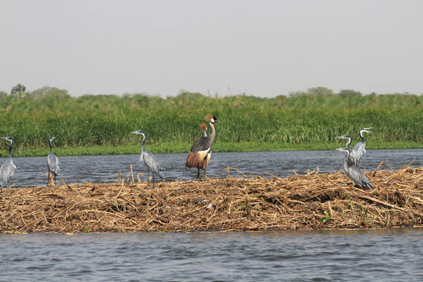 istock White Nile Boat Safari, Uganda, Part 3 957587648