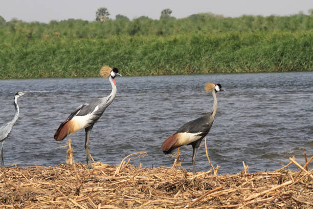 istock White Nile Boat Safari, Uganda, Part 3 957587668