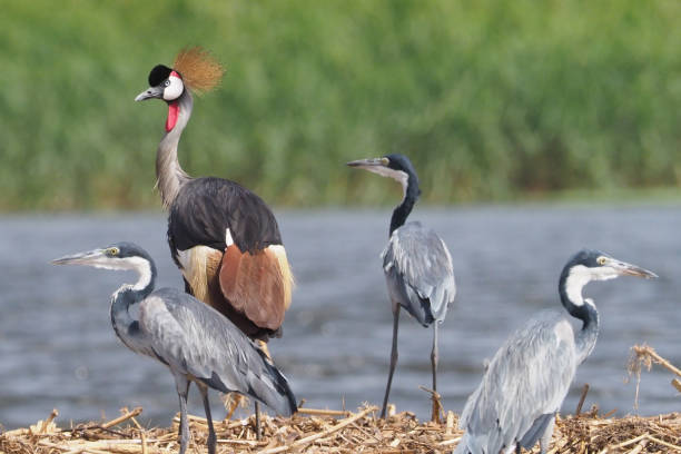 istock White Nile Boat Safari, Uganda, Part 3 957587678