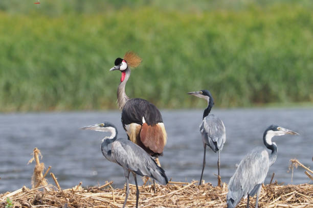 istock White Nile Boat Safari, Uganda, Part 3 957587692