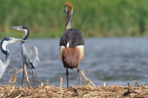 istock White Nile Boat Safari, Uganda, Part 3 957587696