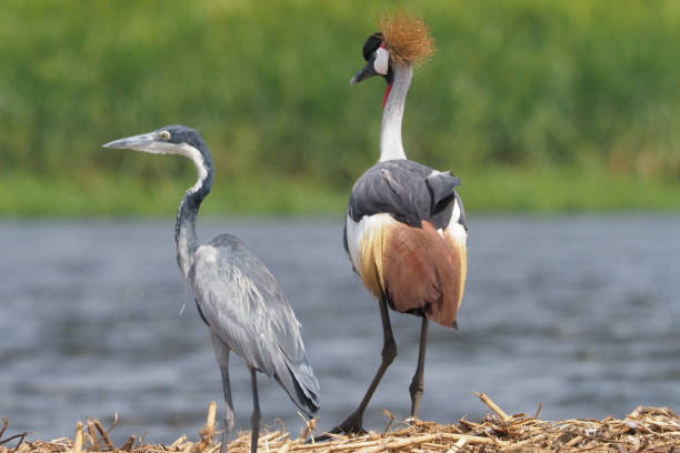 istock White Nile Boat Safari, Uganda, Part 3 957587716