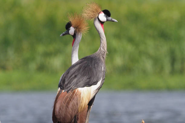 istock White Nile Boat Safari, Uganda, Part 3 957587744