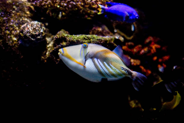 Fish swimming in an aquarium A picasso triggerfish and a blue tang swimming in an aquarium zebrasoma desjardini stock pictures, royalty-free photos & images