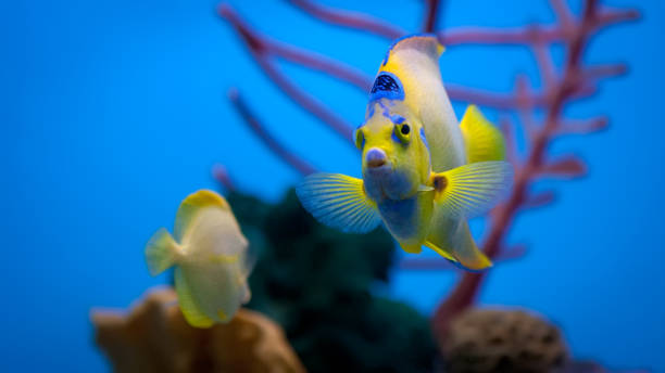 Tropical fish in an aquarium Queen angelfish sharing the aquarium with a yellow angelfish with coral in the background. zebrasoma desjardini stock pictures, royalty-free photos & images
