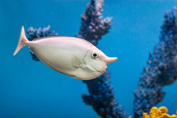 Unicorn fish in an aquarium The aquarium is home to this unicorn fish and it is enjoying a trip around his world. zebrasoma desjardini stock pictures, royalty-free photos & images