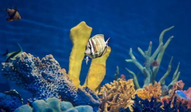 Tropical fish in a tank A tang swimming in an aquarium zebrasoma desjardini stock pictures, royalty-free photos & images