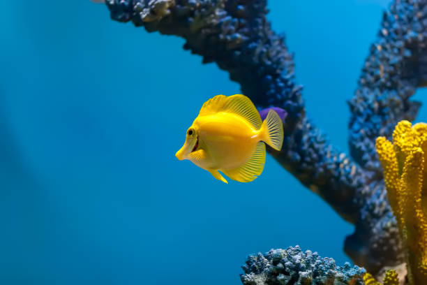 Yellow angelfish in an aquarium The yellow angelfish is swimming past a coral display in the aquarium zebrasoma desjardini stock pictures, royalty-free photos & images