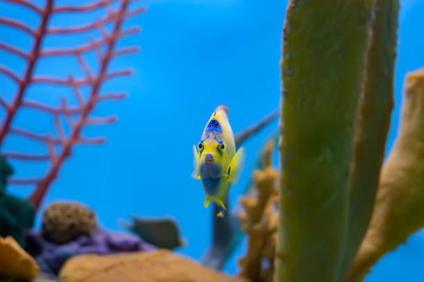 Queen anglefish in an aquarium Queen angelfish swimming out from behind yellow coral with other corals in the background zebrasoma desjardini stock pictures, royalty-free photos & images