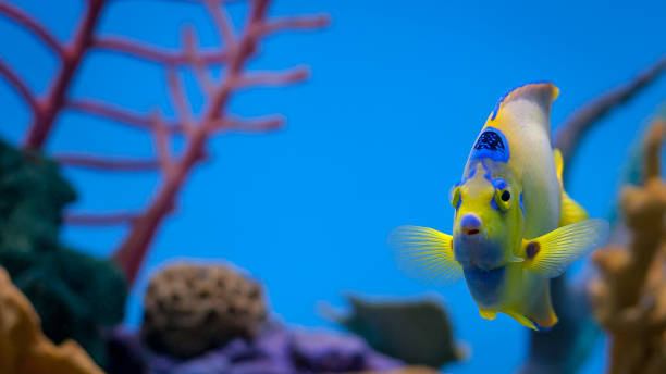 Queen anglefish in an aquarium Queen angelfish swimming in the aquarium with coral in the background zebrasoma desjardini stock pictures, royalty-free photos & images