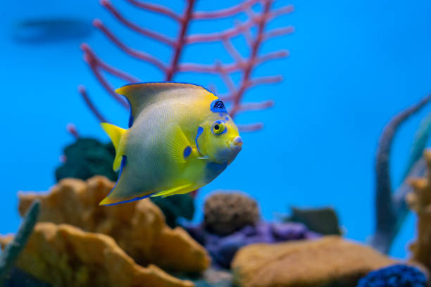 Queen anglefish in an aquarium Side-view of queen angelfish in aquarium with coral in the background zebrasoma desjardini stock pictures, royalty-free photos & images