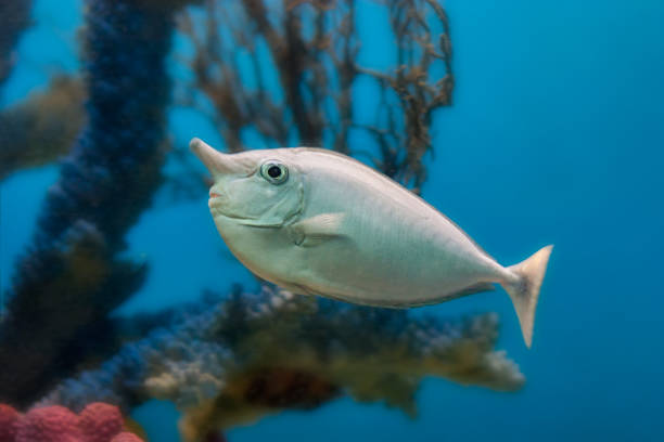 istock Unicorn fish in an aquarium 957590948