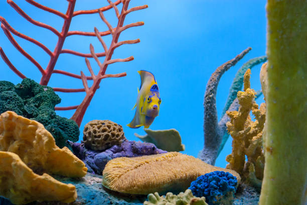 Queen anglefish in an aquarium Queen angelfish swimming directly towards the viewer with coral in the background zebrasoma desjardini stock pictures, royalty-free photos & images