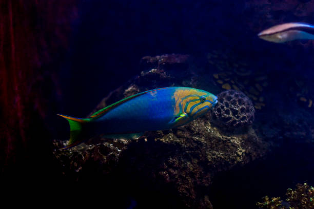 Moon wrasse in an aquarium Moon wrasse and cleaner wrasse in an aquarium with coral in the background zebrasoma desjardini stock pictures, royalty-free photos & images