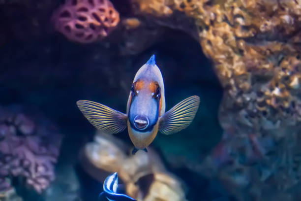istock Mimic tang fish in an aquarium 957591018