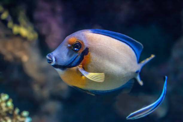 Mimic tang fish in an aquarium Mimic tang fish and a cleaner wrasse swimming to front of the aquarium with different coloured coral in view zebrasoma desjardini stock pictures, royalty-free photos & images