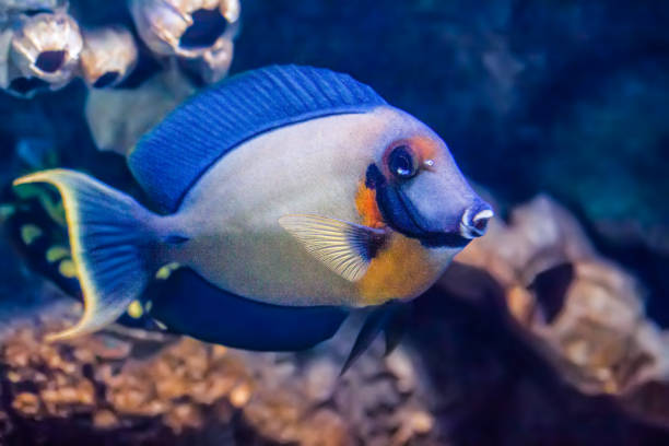 istock Mimic tang fish in an aquarium 957591034