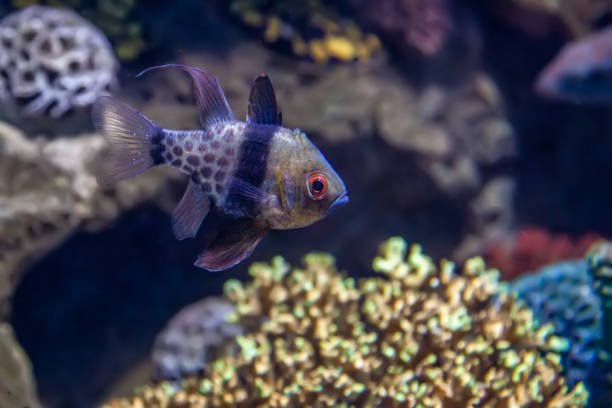 istock Tropical fish in an aquarium 957591114