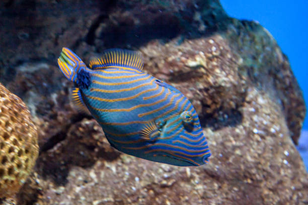 Orange-lined triggerfish in an aquarium Orange lined triggerfish heading towards the bottom of the aquarium with coral and rocks in the background zebrasoma desjardini stock pictures, royalty-free photos & images