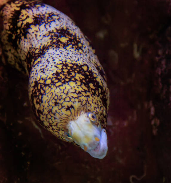 Snowflake eel in an aquarium Snowflake eel living in an aquarium. It is emerging from the hole in which it lives. zebrasoma desjardini stock pictures, royalty-free photos & images