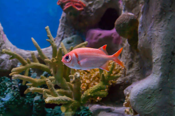 Tropical fish in an aquarium Most bigeye fish are nocturnal feeders and are carnivores zebrasoma desjardini stock pictures, royalty-free photos & images