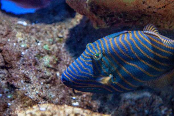 Orange-lined triggerfish in an aquarium The vivid colours of the orange lined triggerfish make it stand out in the aquarium zebrasoma desjardini stock pictures, royalty-free photos & images