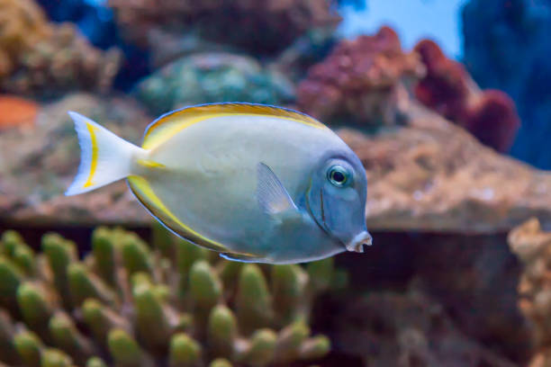 Tropical fish in an aquarium Surgeonfish swimming amongst coral in an aquarium zebrasoma desjardini stock pictures, royalty-free photos & images