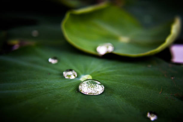 istock Close-Up Of Green Leaf On Plant 957593684