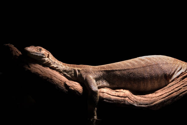 The Mertens Water Monitor is lounging on a log suspended over water. the water is not visible because of the black background.