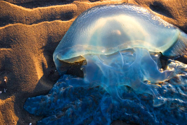 коробка медузы - box jellyfish стоковые фото и изображения