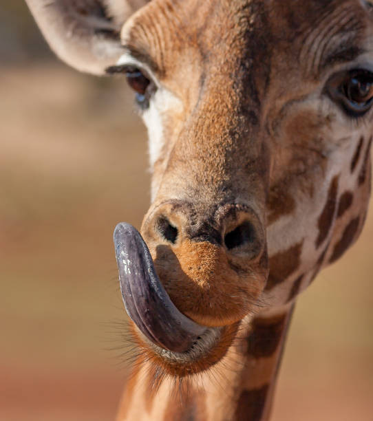istock Giraffe rolling its tongue around its mouth 957597262