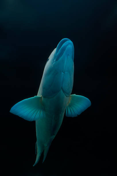 Moari wrasse A Maori wrasse swimming to the surface exposing its underbelly as it heads towards sunlight. zebrasoma desjardini stock pictures, royalty-free photos & images