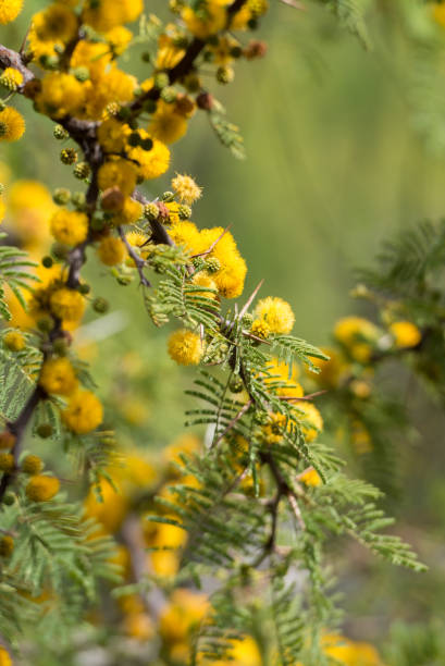 istock Acacia Caven Yellow Flowers Blossoming in Bloom During Springtime 957597376