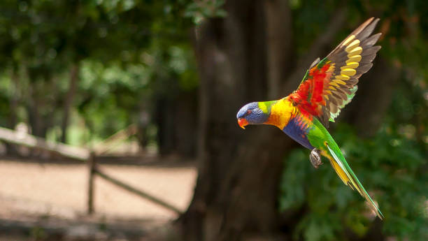 Rainbow lorikeets in flight Rainbow lorikeets preparing to land lorikeet stock pictures, royalty-free photos & images