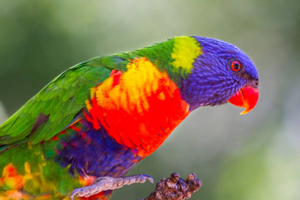istock Portrait of a rainbow lorikeet 957605604