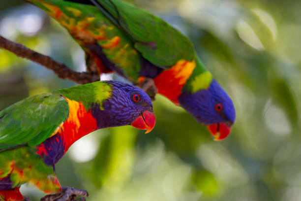 istock Portrait of a rainbow lorikeet 957605630