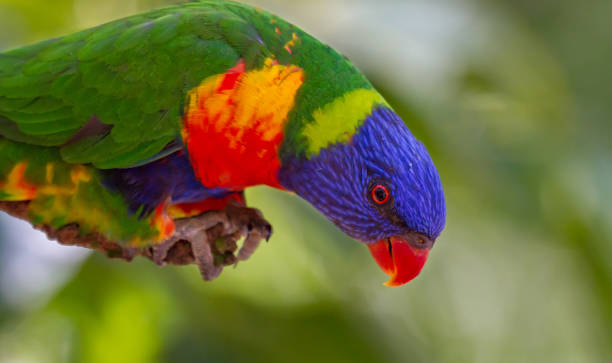 istock Portrait of a rainbow lorikeet 957605636
