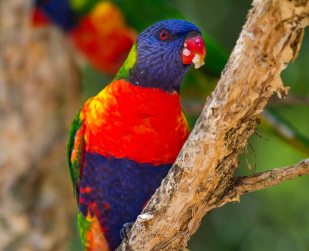 istock Portrait of a rainbow lorikeet 957605658